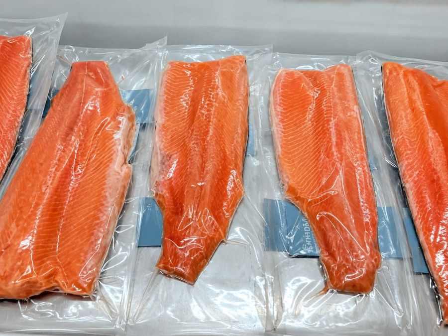 Fillet salmon coho berwarna oranye